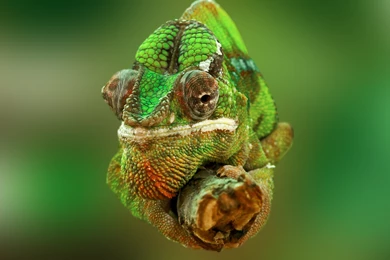 Lizard: Chameleon Wallpapers :: HD Wallpapers