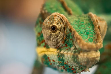 Chameleon Computer Wallpapers, Desktop Backgrounds