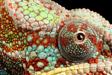 Download Wallpapers 3840x1200 Reptile, Look, Chameleon Dual Wide HD ...