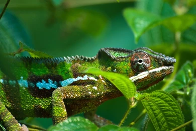 4K Ultra HD Chameleon Wallpapers HD, Desktop Backgrounds 3840x2160