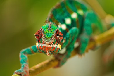 4K Ultra HD Chameleon Wallpapers HD, Desktop Backgrounds 3840x2160