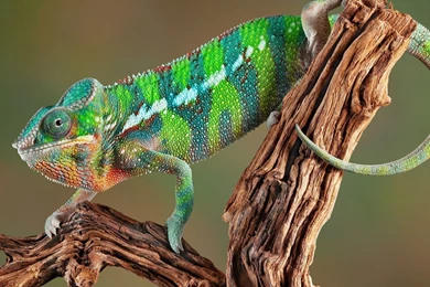 Chameleon Wallpapers
