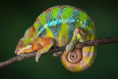 Pink Panther Chameleon   Wallpaper.