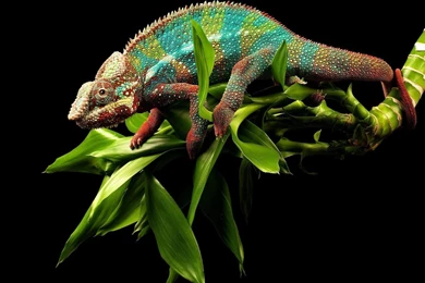 Chameleon On A Bamboo Wallpapers   Animal Wallpapers