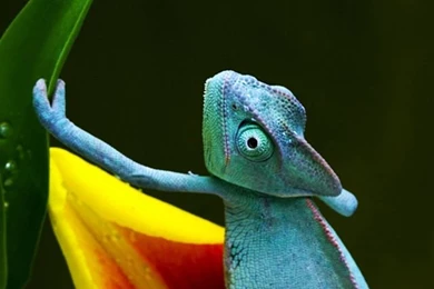 Blue Chameleon iPhone 5s Wallpapers Download