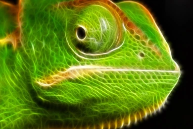 Chameleon Wild Animals Green Big Eyes Hd Wallpapers   (
