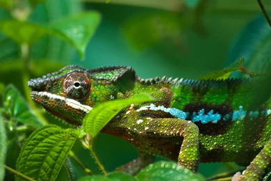 Chameleon Wallpapers Hd   1463524