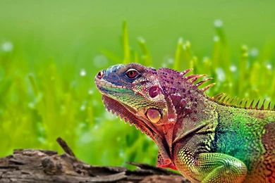 Puppy Tong Wallpapers