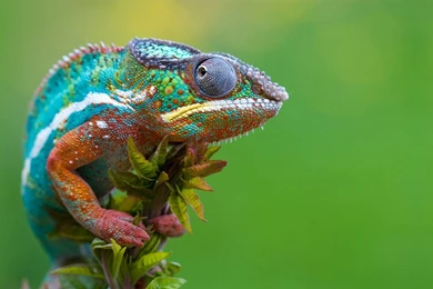 Chameleon Colorful HD Wallpapers