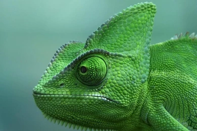 2 Veiled Chameleon HD Wallpapers