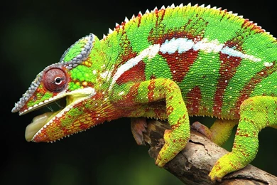 Chameleon   Animals Wallpapers (28906583)   Fanpop