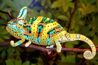 Panther Chameleon Wallpapers   Wallpaper.