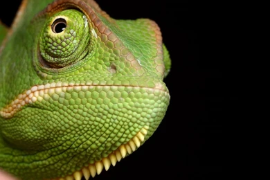 Veiled Chameleon   Wallpaper.
