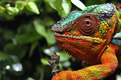 Full HD 1080p Chameleon Wallpapers HD, Desktop Backgrounds ...