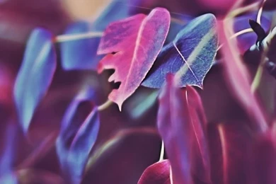 Purple iPhone 5s Wallpapers