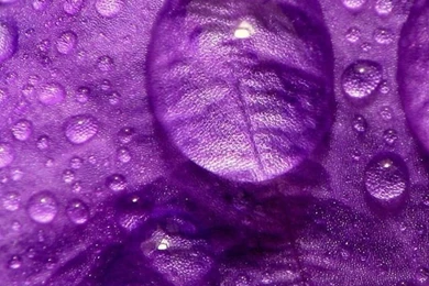 Purple Flower Close Up iPhone 5s Wallpapers Download