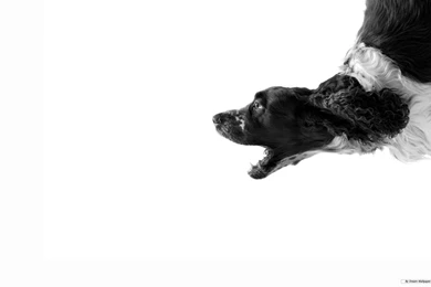 Download Abstract Dog Art White Wallpapers Desktop Mobile Free ...