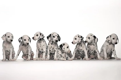 Dog Wallpaper Backgrounds HD   Hapehatelo.com