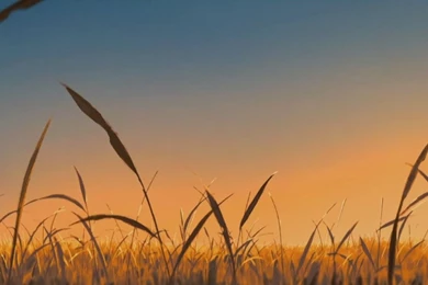 Living Lines Library: Adam And Dog (2011)   Final Backgrounds