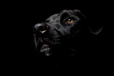 Black Dog Head On Black Backgrounds