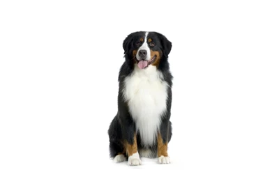 Happy Bernese Mountain Dog On A White Backgrounds Wallpapers And ...
