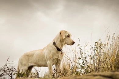 Download Wallpapers 3840x2160 Dog, Grass, Background, Labrador 4K ...