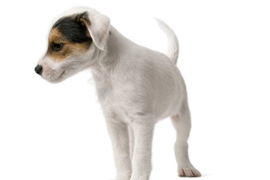 Top Dog White Background Images For Pinterest