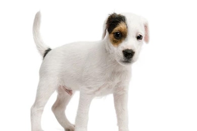 White Dog White Backgrounds 9