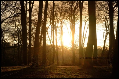 Sunset Wood Wallpapers HD