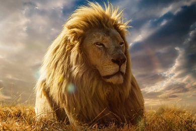 African Big Lion Wallpapers For Desktop In 1080p High Quality