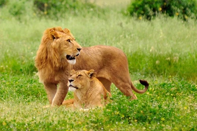 Top Lion Wallpapers Widescreen Lions Images For Pinterest