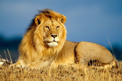 Lion Wallpapers   Wallmanage.com