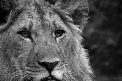 Download Wallpapers 1920x1080 Lion, Face, Fluffy, Mane, Black White ...