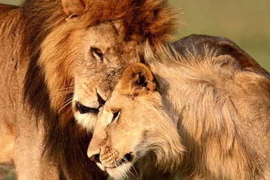 Lion Wallpapers Photo