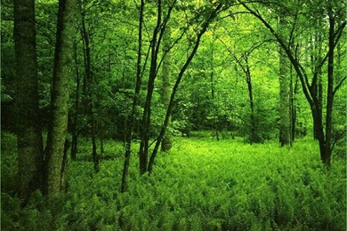 Nature Backgrounds Pictures, Images & Photos