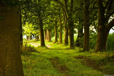 Nature Wallpapers And Screensavers   Latest Wallpapers