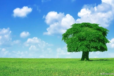 Free Wallpapers Free Nature Wallpapers Natural Scenery 6 ...