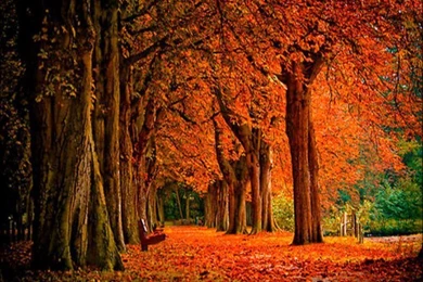 Autumn ☆ Autumn Wallpapers (32320330) Fanpop