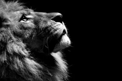 Top Black Lion Wallpaper Images For Pinterest