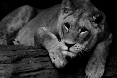 Top Black Lion Wallpaper Images For Pinterest