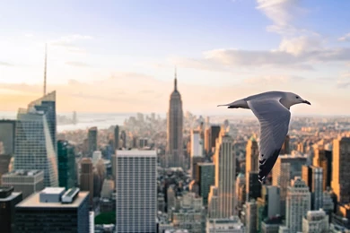1920×1080 Seagull New York Wallpapers