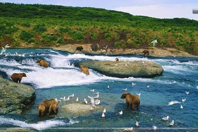 The Gathering, McNeil River, Alaska Wallpapers