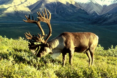 Male Caribou In Alaska >> HD Wallpaper, Get It Now!