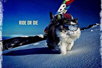 Snowboarding ☆   Snowboarding Wallpapers (32901516)   Fanpop