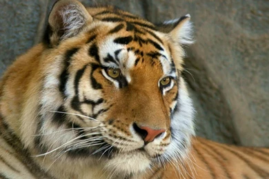Top 1920x1080 Tiger Face Stone Images For Pinterest