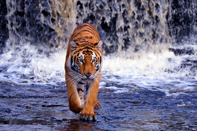Tiger HD Wallpapers   , New Wallpapers, New Wallpapers