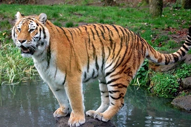 Download Wallpapers 1920x1080 Grass, Tiger, Rocks, Water Full HD ...