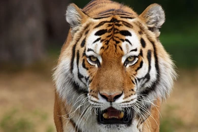 1920x1080 HD Animal Wallpapers