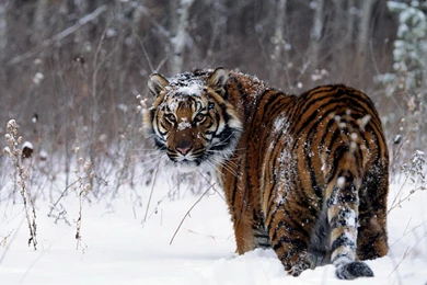 Snow Tiger HD Wallpapers