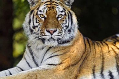 Tiger HD Animal Wallpapers